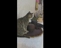 Grey brown cat lays on straw hat 