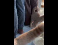 Cats loitering behind hoomans for food 