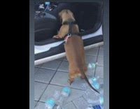 Brown dachshund dog struggles to climb car