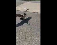 Woman with dog gets attacked by goose