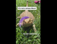 Pet lizard on the lawn with a fake wig