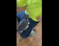 Gray and white kitten jumps to man