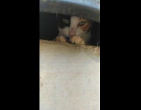 Cat lay and relax on hidden  spot