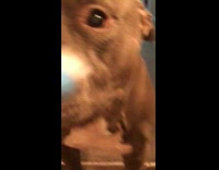 Pitbull brush teeth come doesnt want
