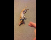 Guy says bang and dog plays dead