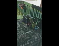 Wild Squirrel on the basket eats flowers and cucumber plant
