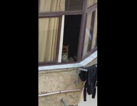 Orange cat staring out of window