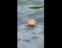 Man lets bearded dragon pet swim at fountain pt. 2