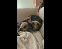 German shepherd dog bites other dogs face 