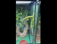 Pet lizard upside down on the glass while tail hangs