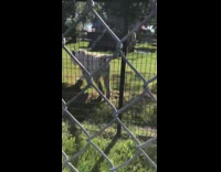 White tiger piss at kid near cage