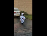 Halloween trick or treat little kid in street day time cow