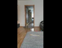 Puppy pees grey blanket girl prank fail 