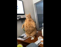 Collab ClipsIG - Ginger chubby cat stands on the table