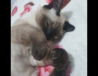 Kitten sleeps on bed 