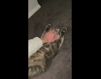 Grey cat lets guy scratch chest rare 