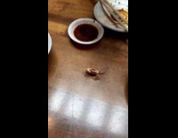 Man eats live small crab