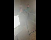 Corgi dog plant photoshoot