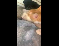 Orange cat bites grey cats cheek 