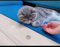 Grey cat puts coin under paw trick