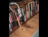 Orange kitten plays with grey cord television 