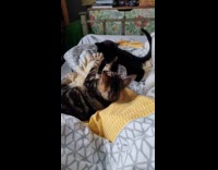 Cats on bed fights with each other