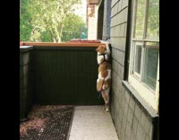 Cat struggles to climb balcony ledge