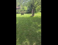 Dog chases remote control car on yard