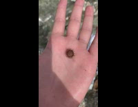Small sea urchin on the filmers palm