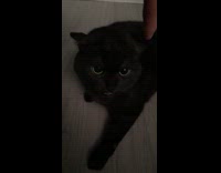 Black cat on bed hisses at lady 