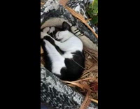 Stray cat sleeps inside the stone garden