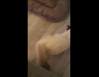 Girl pets cat on living room floor 