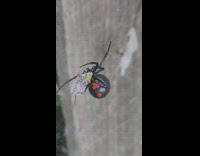 Black and red spider spins web around caught bug