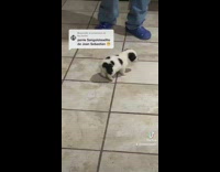 Small black and white puppy dog walking through house tile 