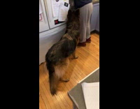 Dog waits for food gobbles up quick