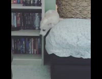 White puppy squeezes through chair basket barrier