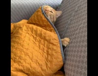 Cat lays on couch under orange blanket 