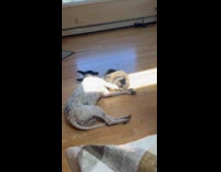 Dog and cat lay on floor sunlight
