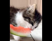 Brown and white kitten eats watermelon 