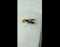 Guy touch docile wasp feed with honey