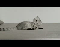 Grey kitten rolls over on bed 