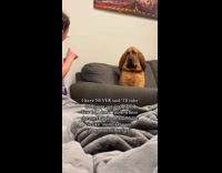 Little girl threatens dog fight