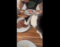 Cat steals pancake on table for breakfast