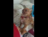 Small brown dog gives owner side eye head back told no 