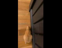 Fat hamster bulge storing food cheeks