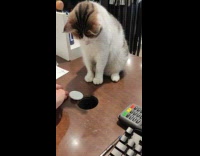 Cat taught to push object into the hole