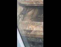 Man with Free Palestine flag at bridge
