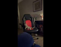 Cat jumps off red chair onto woman