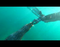 Seal underwater approaches guy wearing black wetsuit 