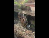 Two turtles bite and fight each other in the aquarium